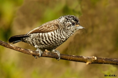 CARPINTERITO COMÚN (Picumnus cirratus) - (Hembra) Parque Horacio Quiroga - SALTO (Agosto 2020)